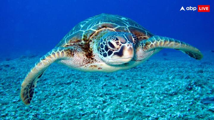 दरअसल स्टार कछुओं से यौनशक्ति बढ़ाने वाली दवाओं का निर्माण भी किया जाता है. इस कारण इनकी इंटरनेशन मार्केट में अच्छी मांग होती है. इनकी कीमत 15,000 से 25,000 रुपये के बीच में होती है.