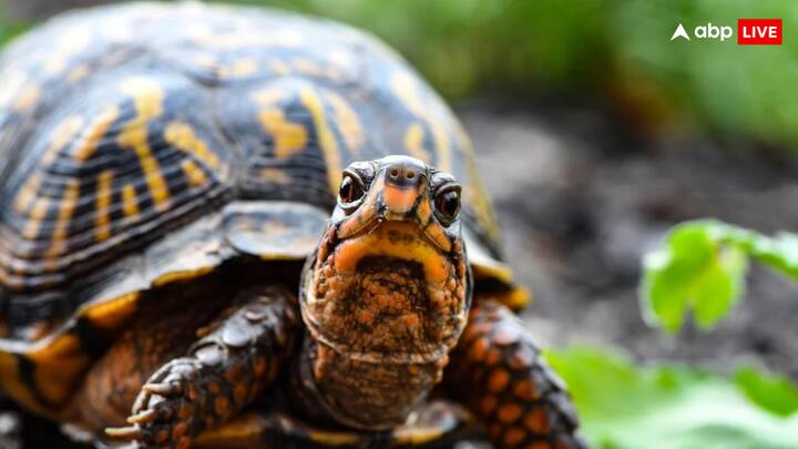 लेकिन आज हम आपको एक ऐसे कछुए के बारे में बताएंगे, जिसको लोग अपने अच्छे भाग्य के लिए घरों में रखना चाहते हैं. डिमांड होने के कारण इस कछुए का रेट भी महंगा होता है.