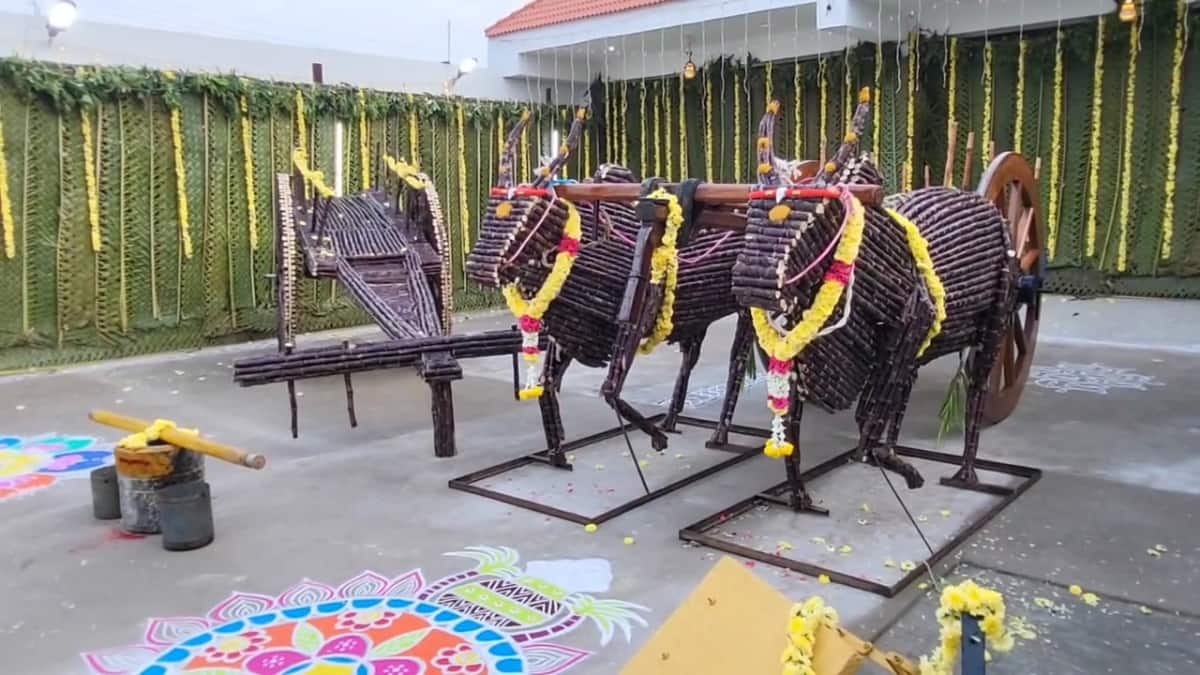 Pongal 2025: காஞ்சியில் களைகட்டிய பொங்கல் விழா.. வாயைப் பிளக்க வைத்த கொண்டாட்டம்