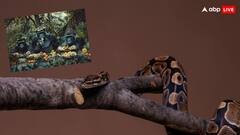 सांप को दूर से देखकर कैसे पहचान लेते हैं इंसान और बंदर, रिसर्च में हुआ खुलासा