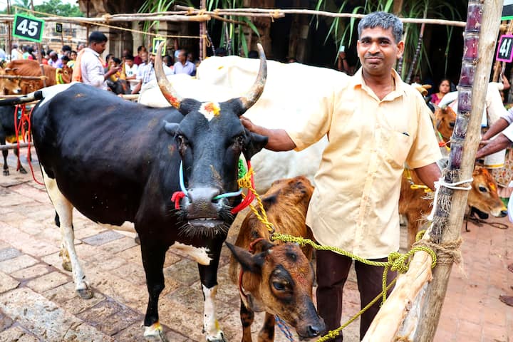 கோவிலுக்கு மாடுகளை ஆழைத்து வந்து பூஜை செய்த விவசாயி