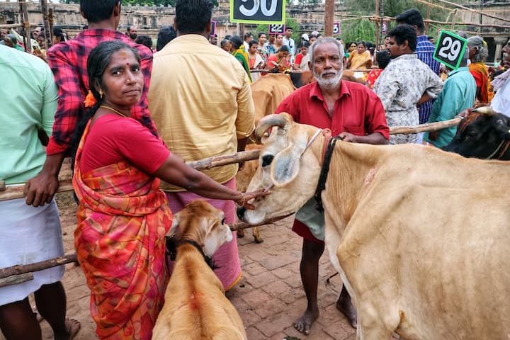 கோவிலுக்கு மாடுகளை ஆழைத்து வந்து பூஜை செய்த விவசாயி