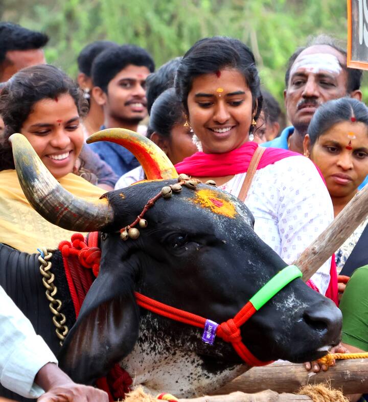 களைகட்டிய மாட்டு பொங்கல்...