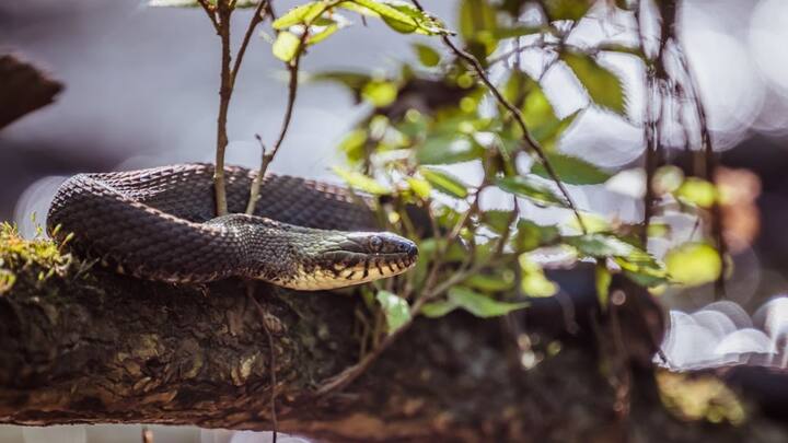 वहीं जब साइंटिस्ट ने सैलेमैंडर की तस्वीर बदली और उनमें उन्हें सांप की चमड़ी पहनाकर बदल दिया था. इन तस्वीरों पर बंदरों ने तेजी से प्रतिक्रिया दी थी, जैसा की उन्होंने पहले सांपों की तस्वीर देख कर प्रतिक्रिया दी थी. ये माना गया कि सांप की तरह चमड़ी देखने से बंदरों ने ऐसा बर्ताव किया है.