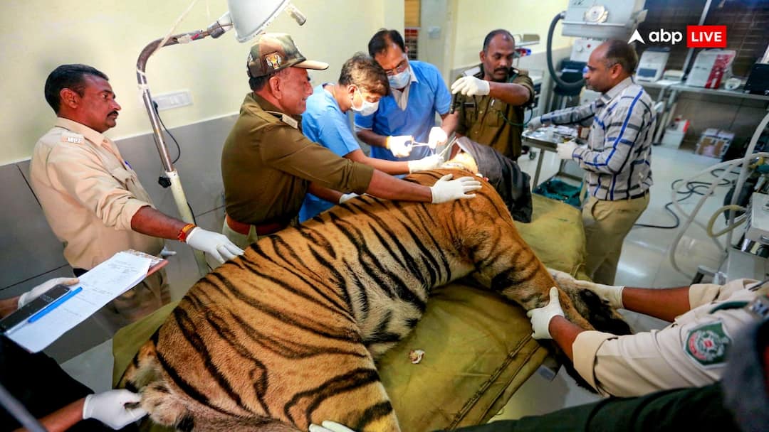 Bhopal news Panic Among Residents As 5 Tigers Spotted In Kaliyasot Area Panic Among Bhopal Residents As 5 Tigers Spotted In Kaliyasot Area