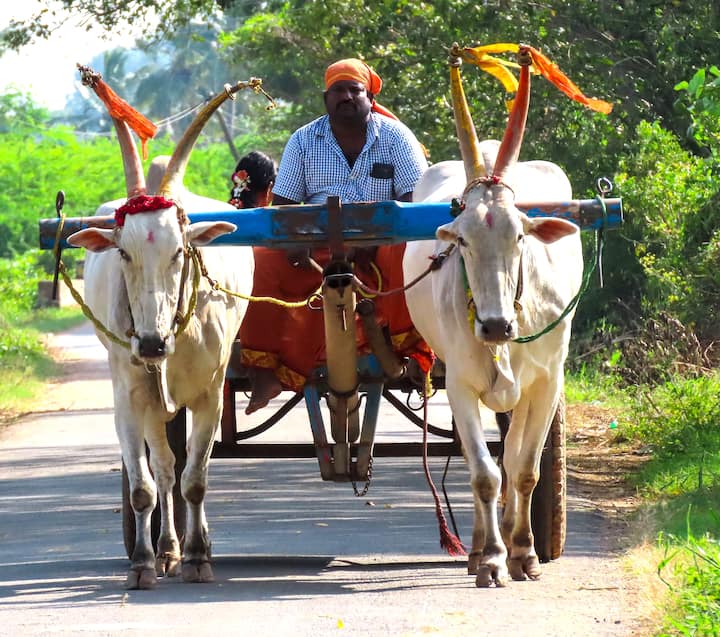 மாட்டு வண்டியுடன் விவசாயி வலம்வரும் சிறப்பு