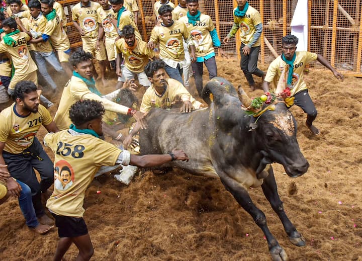 As the bulls, adorned with sandal paste, charged out of the 'Vadivasal'—the entrance to the sporting arena from the animal enclosure—enthusiastic young men eagerly attempted to grab hold of the bull's hump one after another. (Credit: PTI)