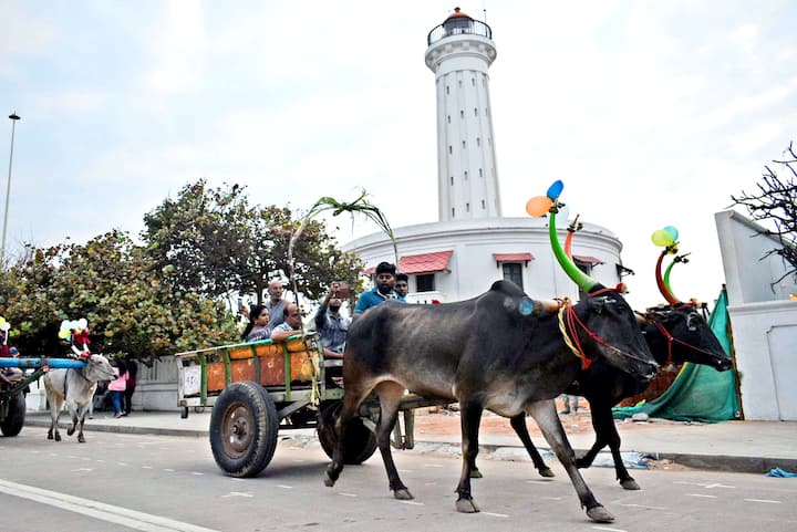 மாடுகளை அலங்கரித்து ஊர்வலம்