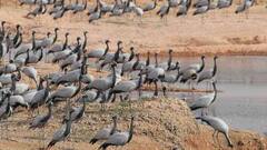 जैसलमेर में बर्ड फ्लू ने रखा कदम, कुरजां पक्षियों की मौत, सतर्क रहने की सलाह