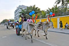 Mattu Pongal 2025 ; 'இன்னைக்கு நம்மதா' களைகட்டிய மாட்டு பொங்கல்...