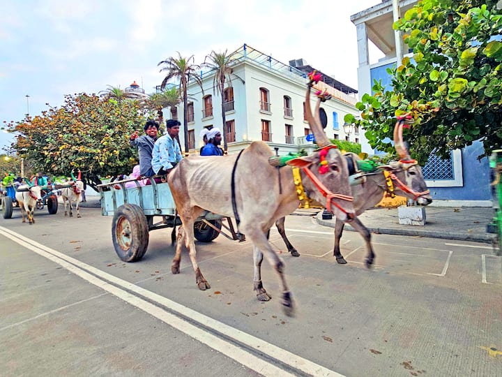 மாடுகளை அலங்கரித்து ஊர்வலமாக வந்த விவசயிகள்