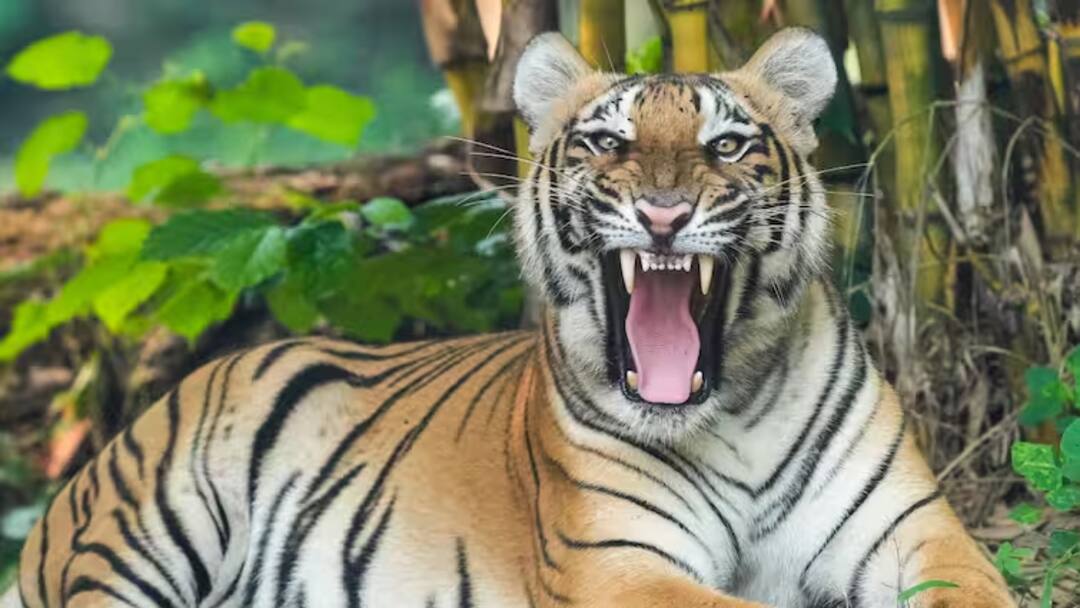 भोपाल के इस इलाके में दहशत, सड़कों पर दिख रहे बाघ, अलर्ट मोड में वन विभाग tiger terror in kaliyasot area of Bhopal forest department starts search operation ANN भोपाल के इस इलाके में दहशत, सड़कों पर दिख रहे बाघ, अलर्ट मोड में वन विभाग