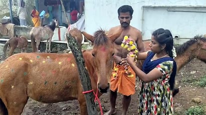Pongal 2025 Horse Pongal celebrated by farmers in Sirumalai Forest Village tnn Pongal 2025: சிறுமலை வன கிராமத்தில் விவசாயிகளால் சிறப்பாக கொண்டாடப்பட்ட குதிரை பொங்கல்