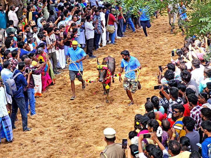 மஞ்சு விரட்டில் சீரிய காளைகள்