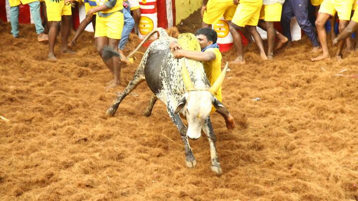 உலக பிரசித்திப்பெற்ற அலங்காநல்லுர் ஜல்லிக்கட்டு போட்டி இன்று நடைப்பெற்று வருகிறது.