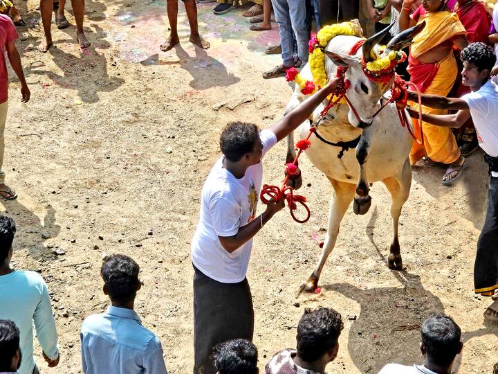 ஆரோவில் மஞ்சு விரட்டில் சீறிய காளைகள்