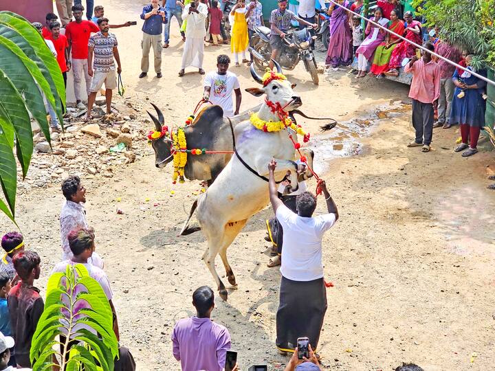ஆரோவில் மஞ்சு விரட்டில் சீரிய காளைகள்