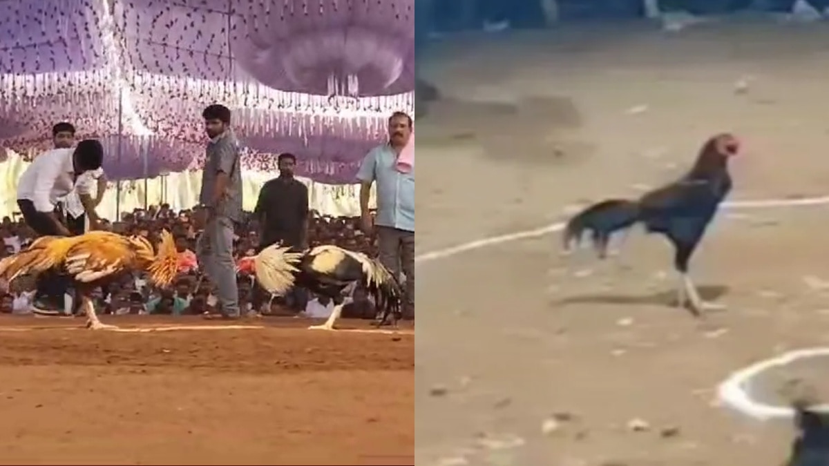 Cock Fighting: ఏపీలో కోడి పందేల సిత్రాలు - రూ.కోటి గెలిచి సత్తా చాటిన నెమలి పుంజు, సైలెంట్‌గా నిలబడి రూ.1.25 కోట్లు గెలిచిన మరో కోడిపుంజు