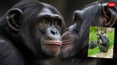 इंसानों की तरह इस जानवर की हरकत, KISS करते देख शर्मा जाएंगे आप