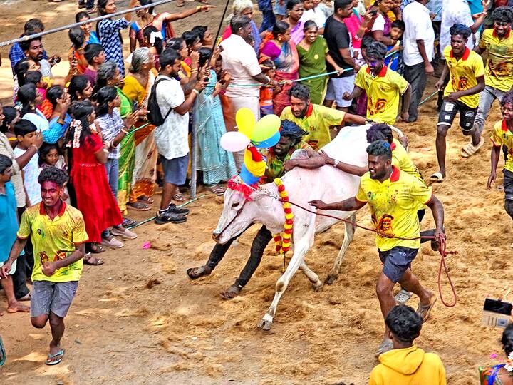 சர்வதேச நகரமான ஆரோவில்லில் மஞ்சு விரட்டு