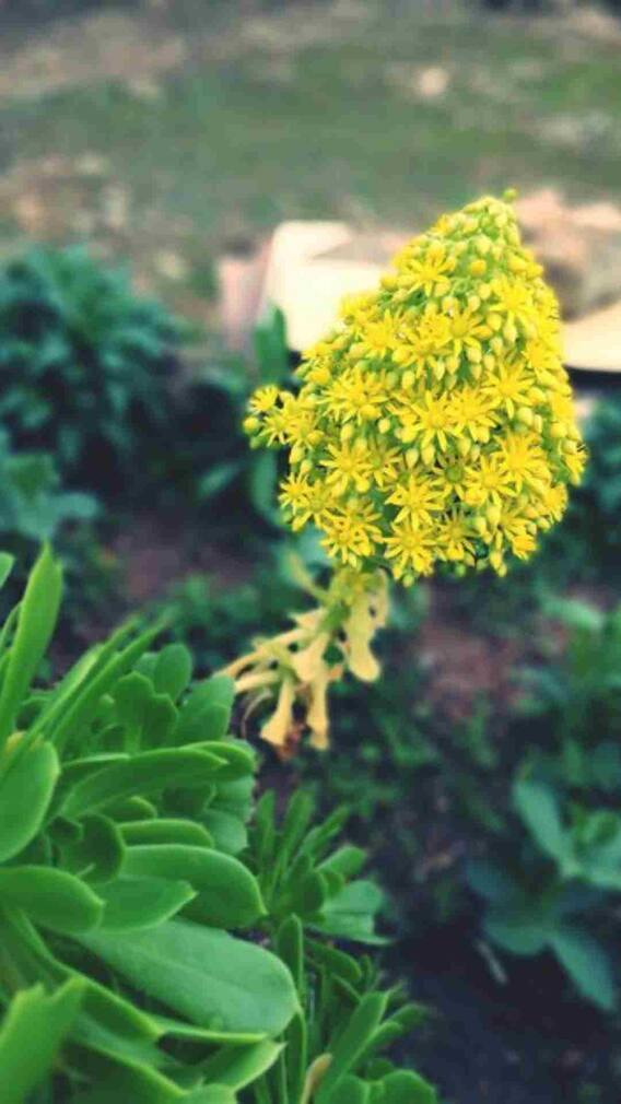 कैसे होती है हींग की खेती?