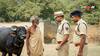 गाजियाबाद के एक ही इलाके से 6 भैंस चोरी, पुलिस परेशान, अब उठाया ये कदम