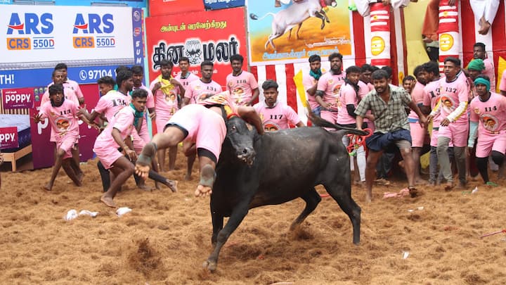 இப்போட்டியில் 1000காளைகள், 500 மாடுபிடி வீரர்களும் பங்கேற்க அனுமதி வழங்கப்பட்டுள்ளது. ஒவ்வொரு சுற்றிலும் 50 வீரர்கள் அனுமதிக்கப்பட்டு 10 சுற்றுகளாக போட்டி நடைபெற்று வருகிறது