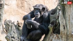 इंसानों की तरह इस जानवर की हरकत, KISS करते देख शर्मा जाएंगे आप