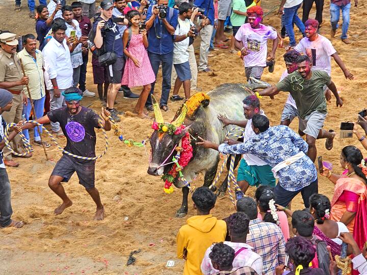 சர்வதேச நகரமான ஆரோவில்லில் மஞ்சு விரட்டு