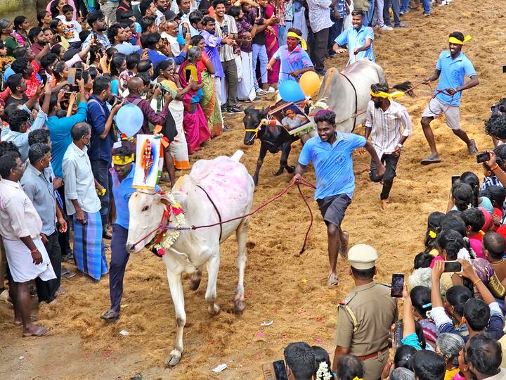 ஆரோவில் மஞ்சு விரட்டில் குதுகலமான பொதுமக்கள்