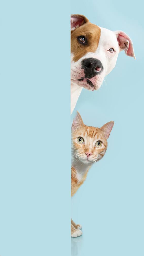 9 Surprising Animal Friendships That Prove Nature Has No Boundaries