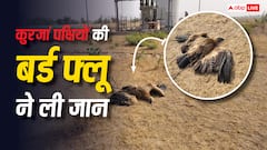 जैसलमेर में कुरजां पक्षियों की बर्ड फ्लू से हुई मौत, संक्रमण की रोकथाम के लिए प्रशासन अलर्ट
