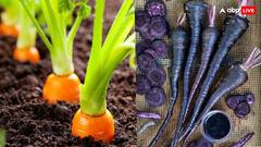 लाल गाजर का तो खाया होगा हलवा?, यहां मिलता है काले गाजर का हलवा