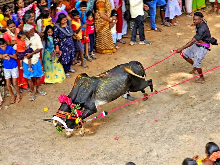 ஆரோவில் மஞ்சு விரட்டில் சீறிய காளைகள்
