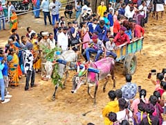 Auroville Manju Virattu : மஞ்சு விரட்டில் இத்தனை வகைகளா? சர்வதேச நகரமான ஆரோவில்லில் மஞ்சு விரட்டு ; உற்சாகத்துடன் கண்டுகளித்த சுற்றுலா பயணிகள்