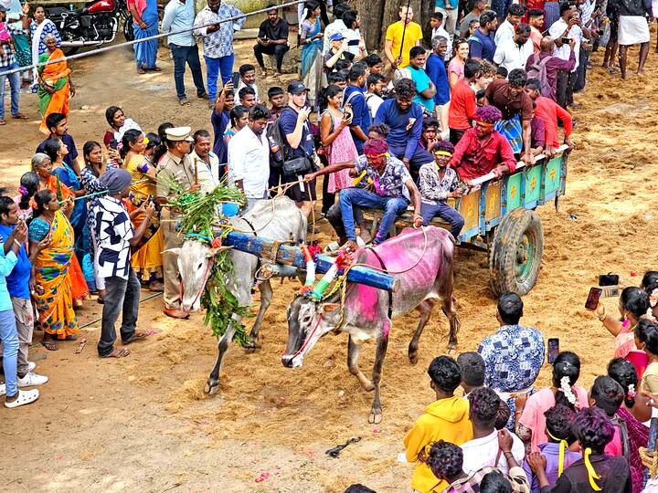 சர்வதேச நகரமான ஆரோவில்லில் மஞ்சு விரட்டு; உற்சாகத்துடன் கண்டுகளிக்க குவிந்த சுற்றுலா பயணிகள்