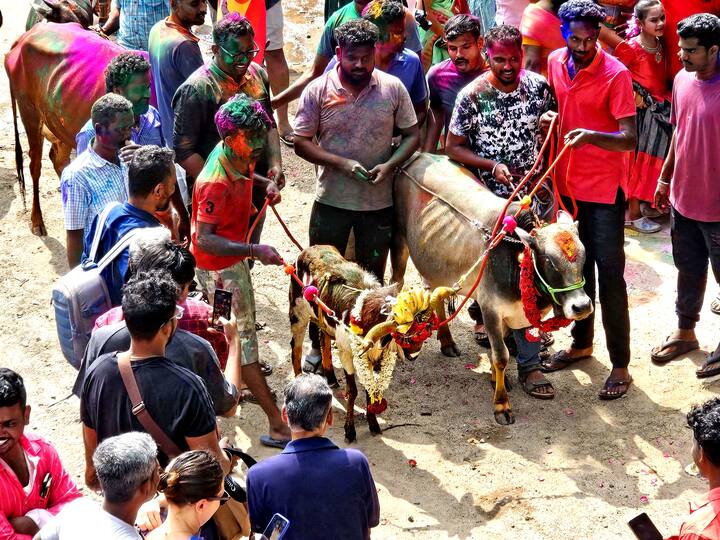 ஆரோவில்லில் மஞ்சு விரட்டு