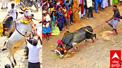 Auroville Manju Virattu : மஞ்சு விரட்டில் இத்தனை வகைகளா? சர்வதேச நகரமான ஆரோவில்லில் மஞ்சு விரட்டு ; உற்சாகத்துடன் கண்டுகளித்த சுற்றுலா பயணிகள்