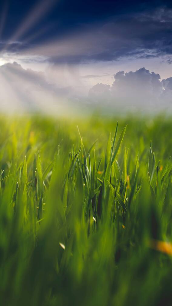 Budget 2025: Agriculture Sector Look For Improved Infrastructure, And More