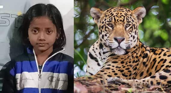 Ahilyanagar Crime : खळबळजनक! नऊ वर्षीय चिमुकलीवर बिबट्याचा हल्ला; वडिलांच्या डोळ्यादेखत हत्येचा थरार 