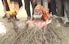 Maha Kumbh 2025: 'Kaante Wale Baba' Stuns Crowds In Prayagraj By Lying On Thorns, Says Doing It For '40 Years'