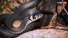 भारत के इस राज्य में सबसे ज्यादा सांप, जानिए इनमें से कितने होते हैं जहरीले