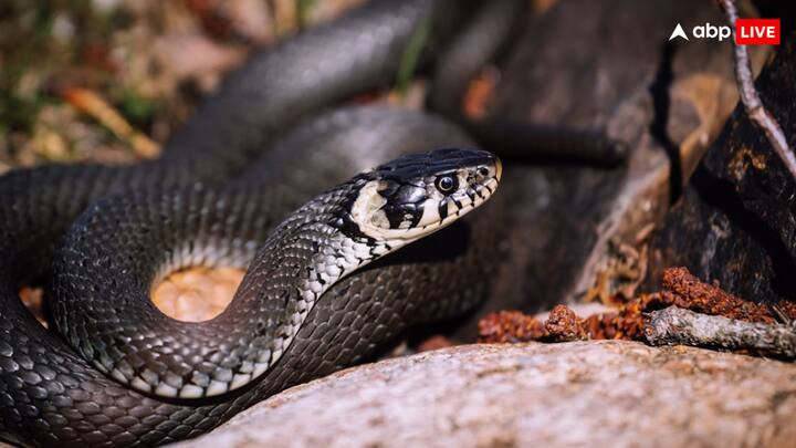 दुनियाभर में सांप को सबसे खतरनाक और जहरीला जानवर माना जाता है. भारत के तो अधिकांश राज्यों में सांप पाए जाते हैं. लेकिन क्या आप जानते हैं कि किस राज्य में सबसे ज्यादा सांप पाए जाते हैं.