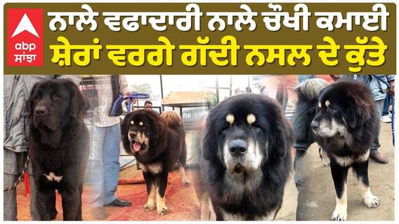 ਸ਼ੇਰਾਂ ਵਰਗੇ ਗੱਦੀ ਨਸਲ ਦੇ ਕੁੱਤੇ ਦੇਖ ਹੋ ਜਾਓਗੇ ਹੈਰਾਨ, ਨਾਲੇ ਵਫਾਦਾਰੀ ਨਾਲੇ ਚੌਖੀ ਕਮਾਈ