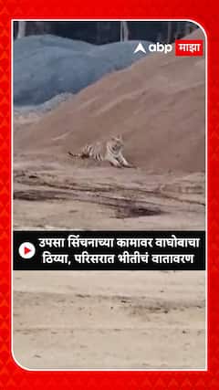 Bhandara Tiger Spotted : उपसा सिंचनाच्या कामावर वाघोबाचा ठिय्या, परिसरात भीतीचं वातावरण