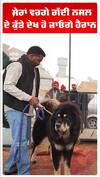 ਨਾਲੇ ਵਫਾਦਾਰੀ ਨਾਲੇ ਚੌਖੀ ਕਮਾਈ, ਸ਼ੇਰਾਂ ਵਰਗੇ ਗੱਦੀ ਨਸਲ ਦੇ ਕੁੱਤੇ ਦੇਖ ਹੋ ਜਾਓਗੇ ਹੈਰਾਨ