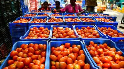 Tomato prices drop in Thanjavur Selling at Rs. 20 per kg tnn கிடுகிடுவென உச்சத்துக்கும் போகும்... சரசரவென்று பாதாளத்திற்கும் இறங்கும்: என்ன தெரியுங்களா?