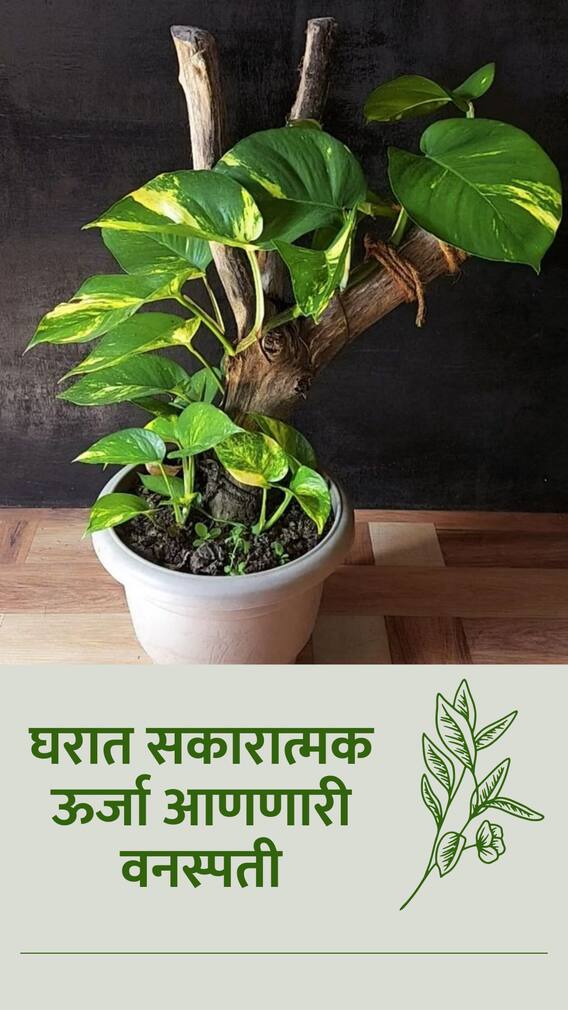 मनी प्लांटमुळे 'हा' ग्रह बळकट होतो!