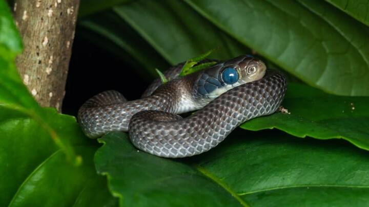 सांप का जहर इंसान के शरीर में बहुत तेजी से फैलता है. इतना ही नहीं अगर व्यक्ति को समय से इलाज नहीं मिलता है, तो इंसान की तुरंत मौत भी हो सकती है. कुछ सांप का जहर तो चंद मिनट के अंदर शरीर में फैल जाता है, जिससे इंसान की तुरंत मौत हो जाती है.