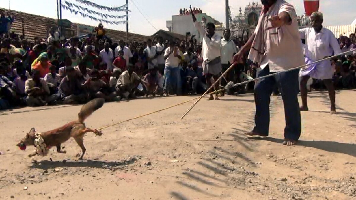 Fox Jallikattu: வங்காநரி ஜல்லிக்கட்டை தடுக்க 6 தனிப்படை... வங்காநரியை பிடித்து வந்தால் 7 ஆண்டு சிறை தண்டனை